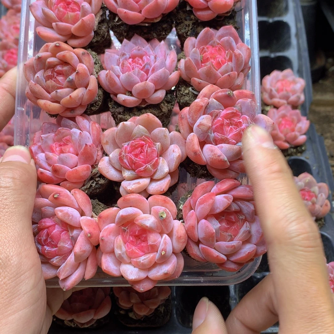 我要去看你了啊051