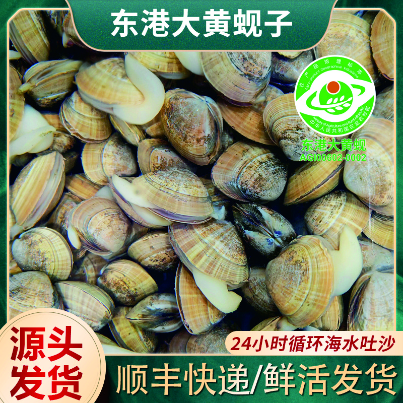 【保鲜保活】正宗丹东东港鲜活大黄蚬子90%无沙20-25个/斤 顺丰发