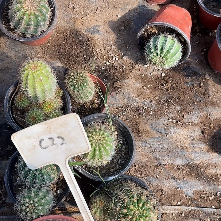 花***袁C32毛花柱实生的20的