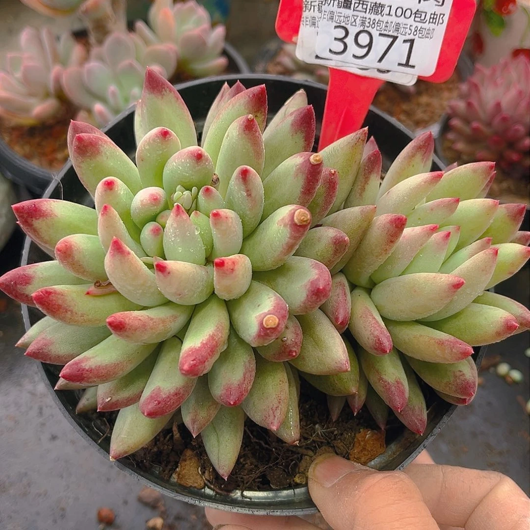 3971二代虞美人。