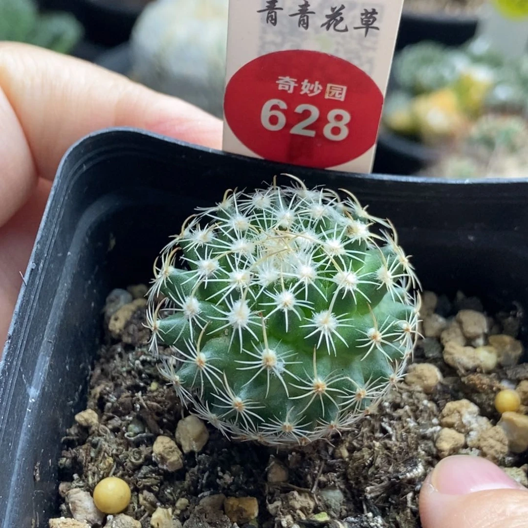 实生北境娇丽3.1cm