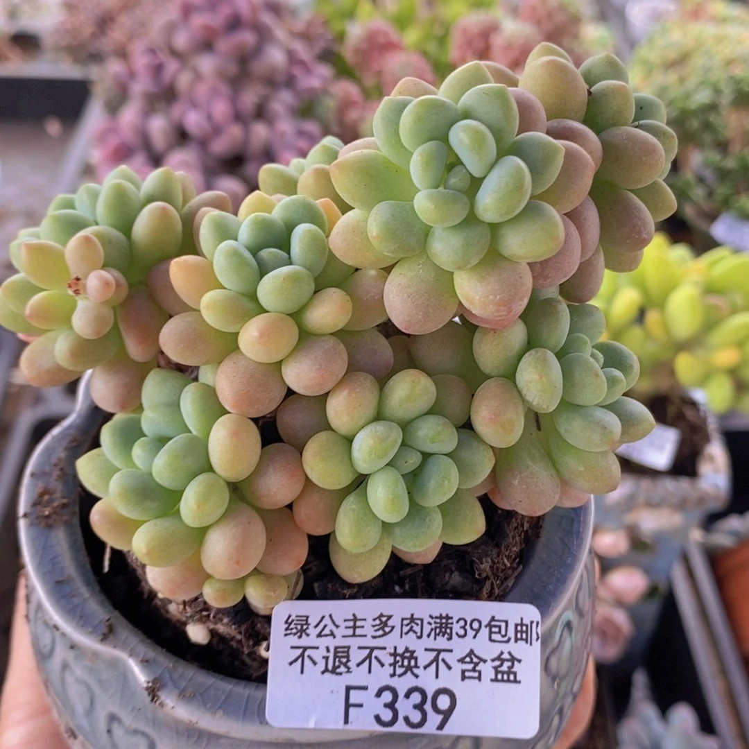 洛可可老桩10cm339多肉植物
