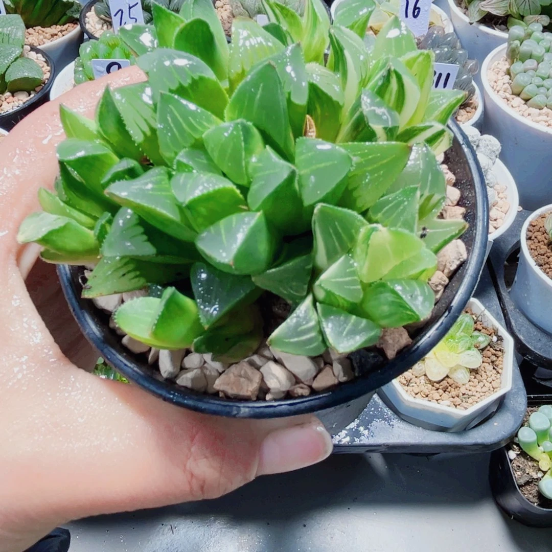 特价处理姬寿锦多肉植物