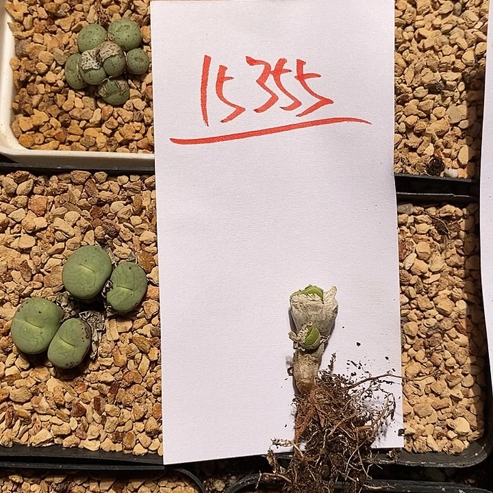 胖***）15355                 兔子。