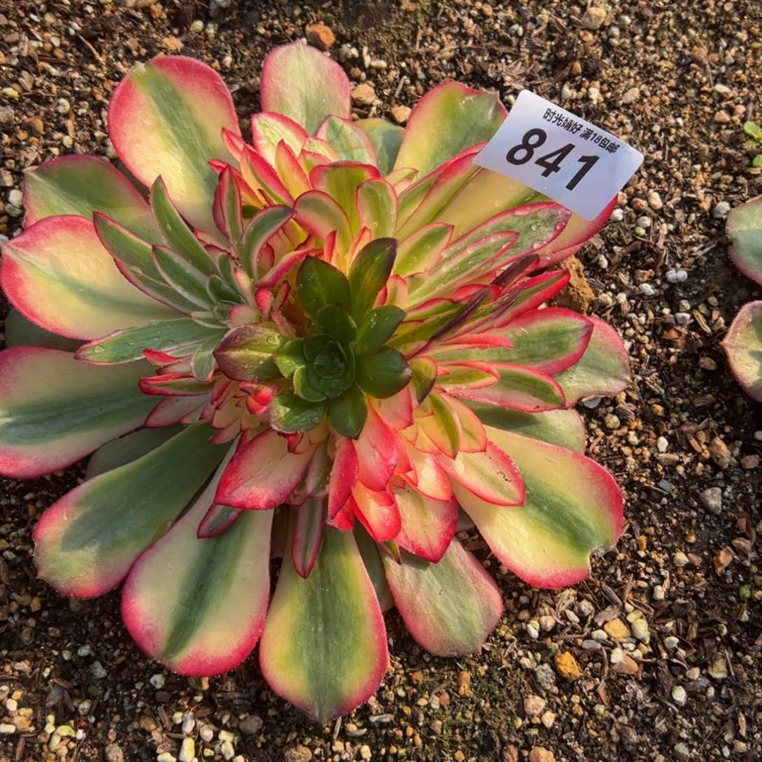 841荔枝绣球多肉植物