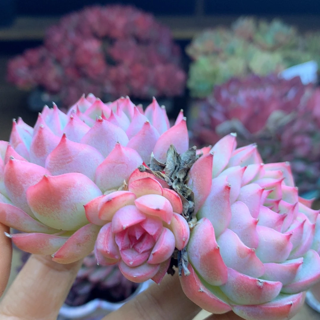 不****调1368杂交多肉植物基地