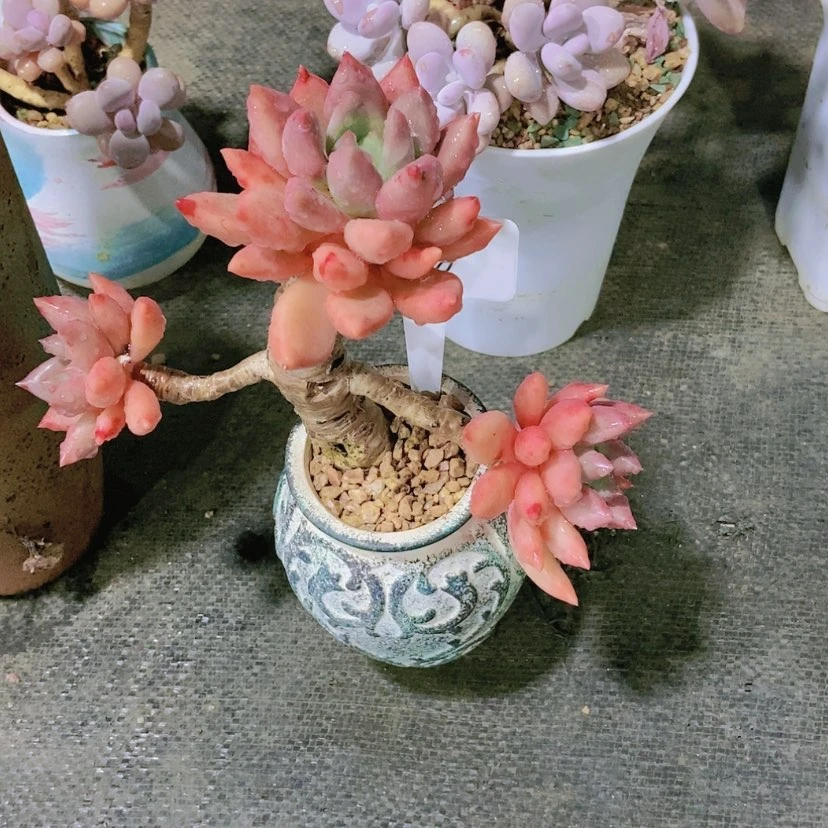 【闪购商品】英****8308