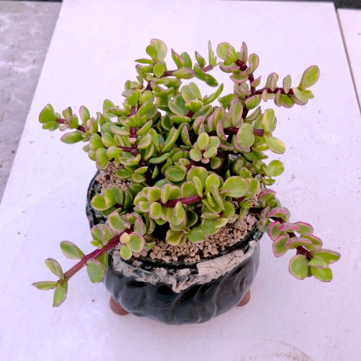 雅乐之舞多肉植物