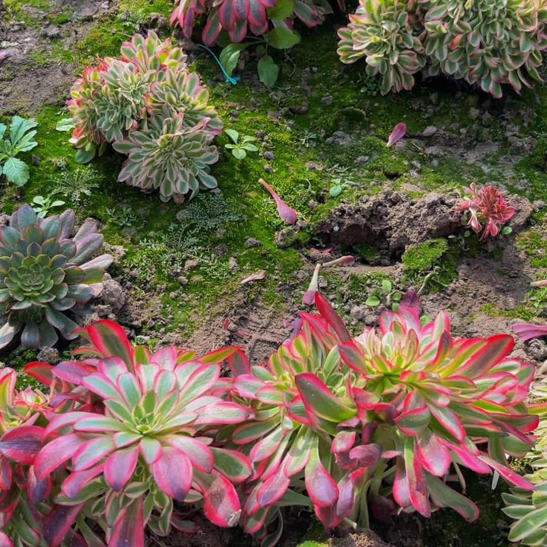 美杜莎缀多肉植物捧花的