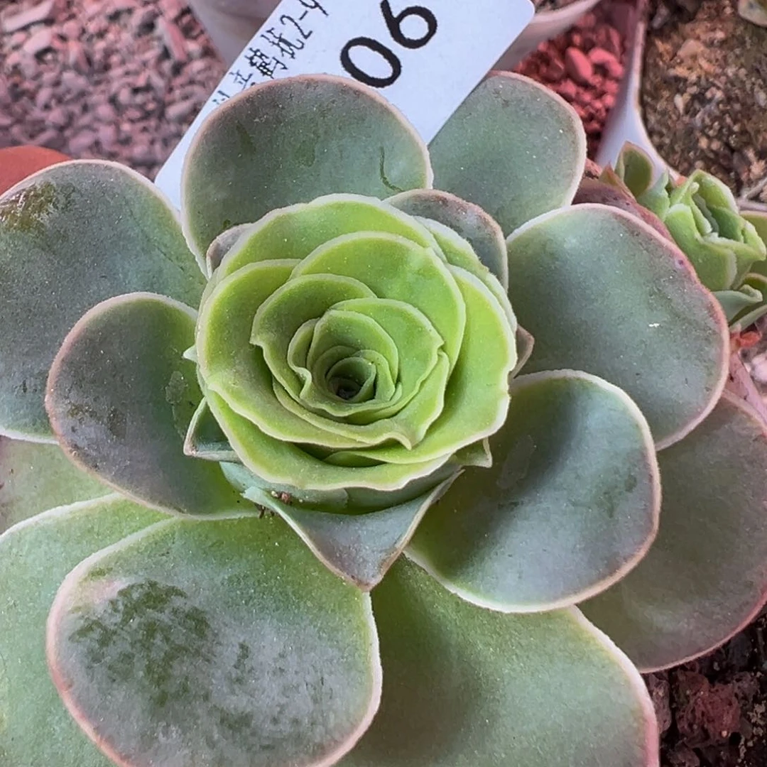 HR506一盆福利宽边不知名