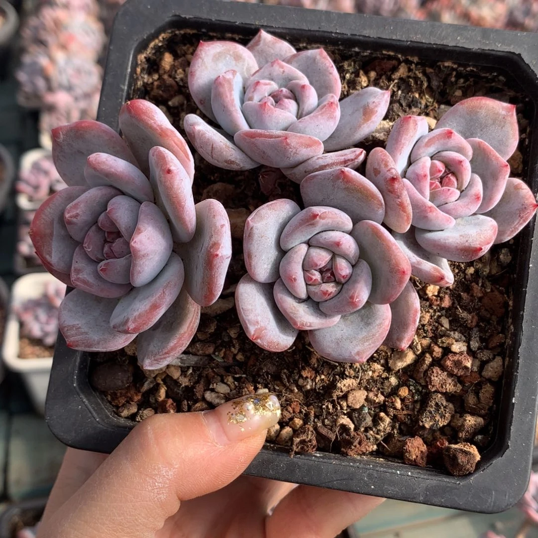 哈哈哈哈哈哈哈哈哈哈石榴籽