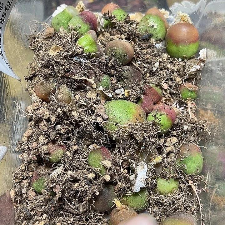 ʚ***ɞ957号清盘毛xyzzyyyxyx'玉