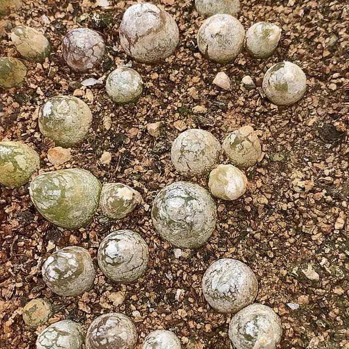 1412灯泡一盒一盒