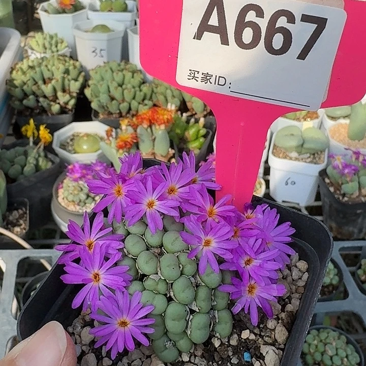 667密密麻麻吗吗吗你呢