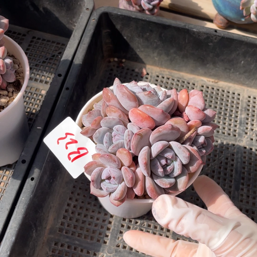 B023静好多肉园艺