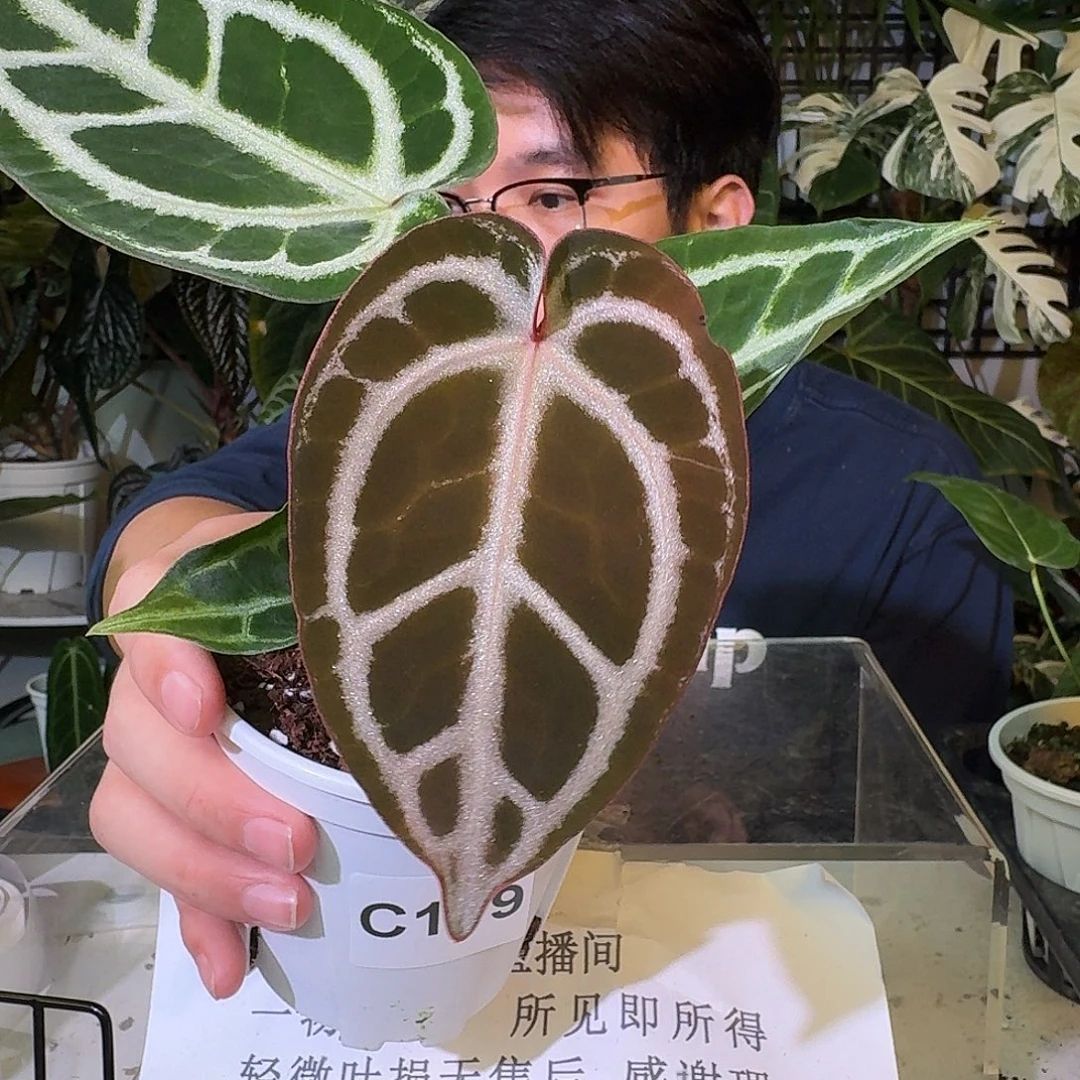 不开花植物C119巧克力杂粉脉粗脉撕裂纹