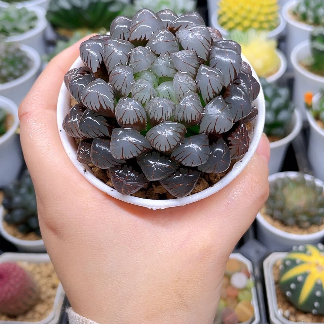 紫冰灯玉露，原盆