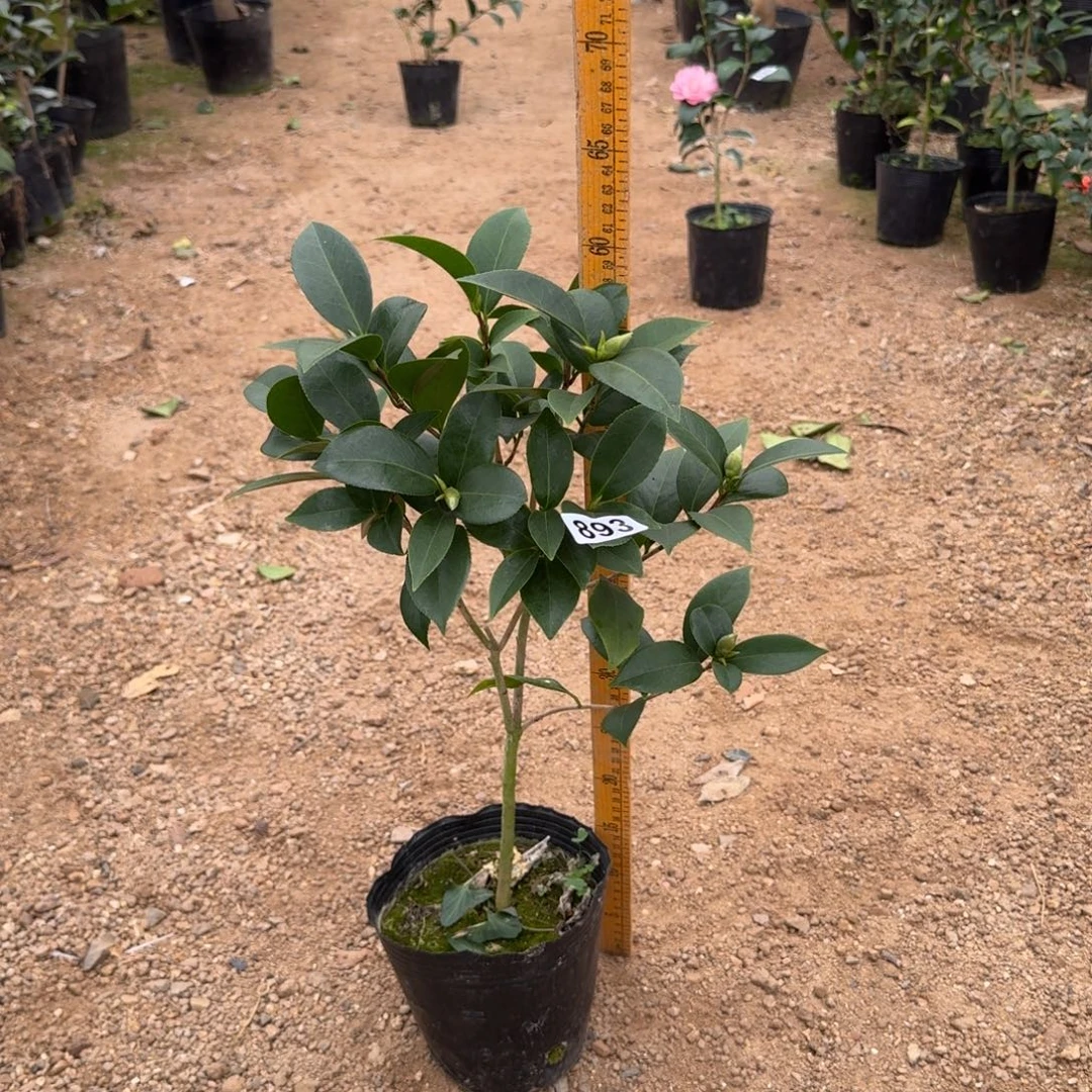 少量花朵（建议范围：2朵-5朵 或40%以下）893梦三十