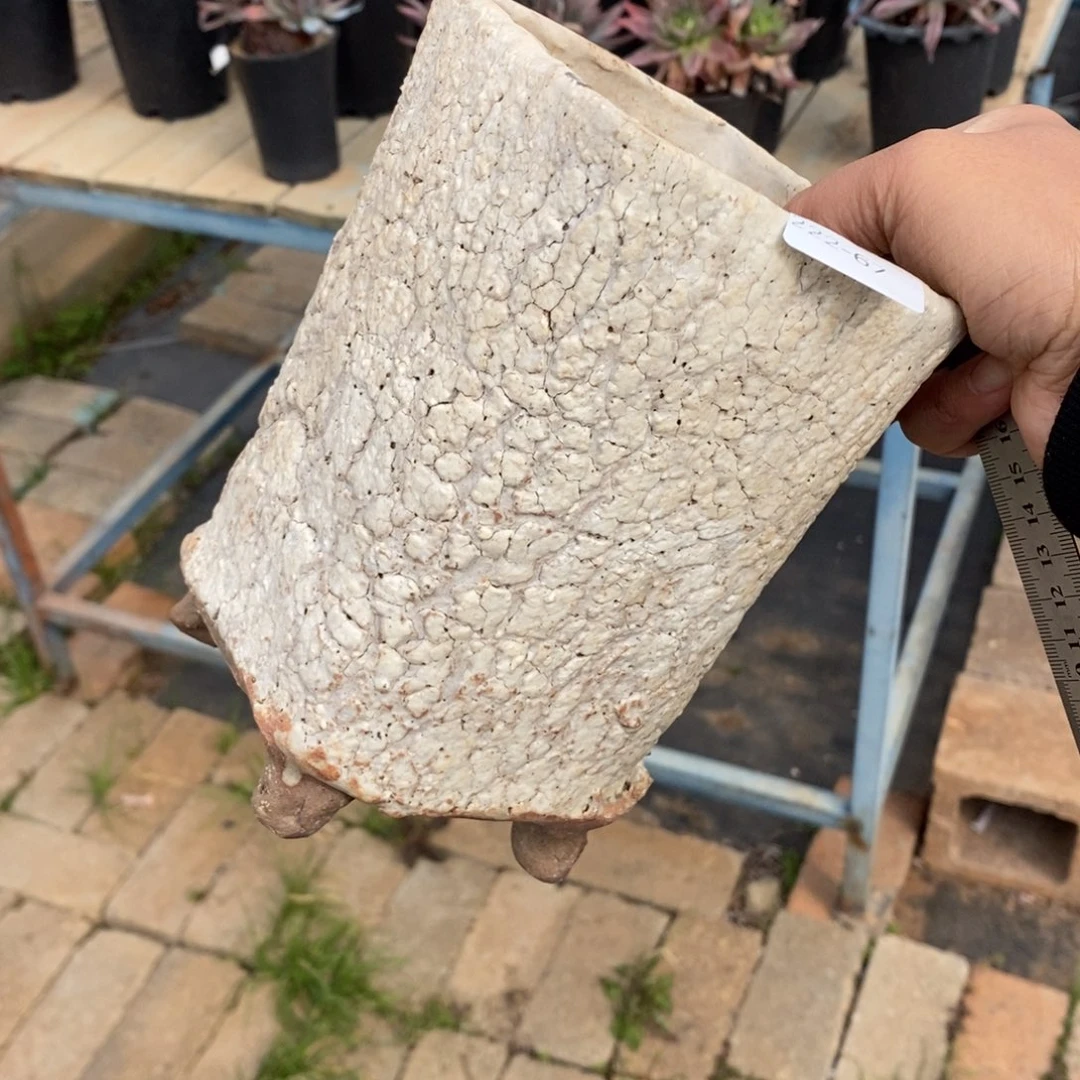 红陶飘**飞67号多肉盆一个呀