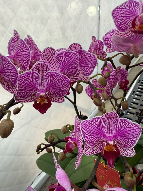 （线条）室内花卉蝴蝶兰