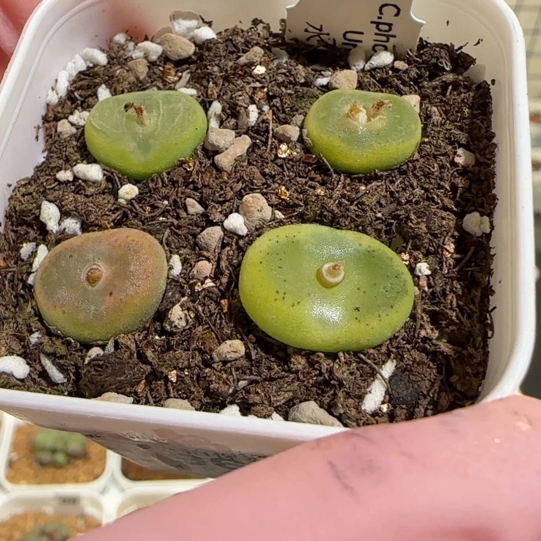 肉锥多肉植物组合-水晶鞋一盆963