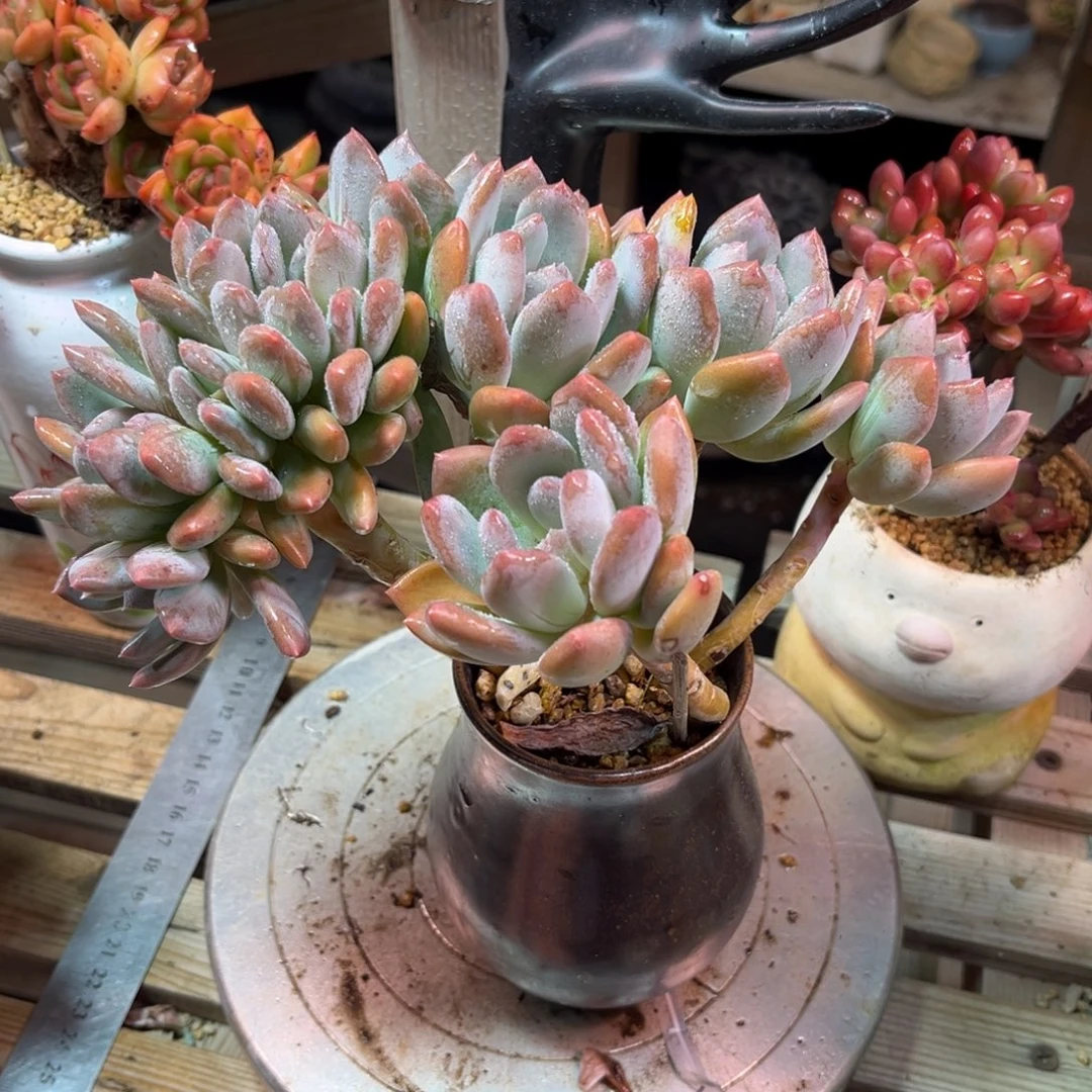 灰姑娘朵朵缀多肉sidenvnvn