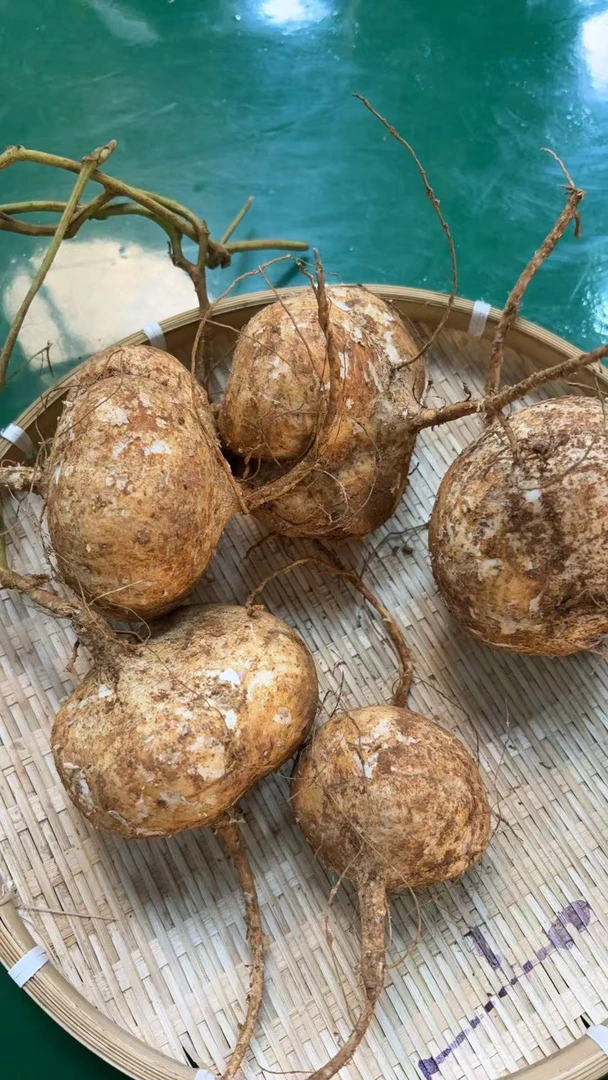 阿来专属-【凉薯】