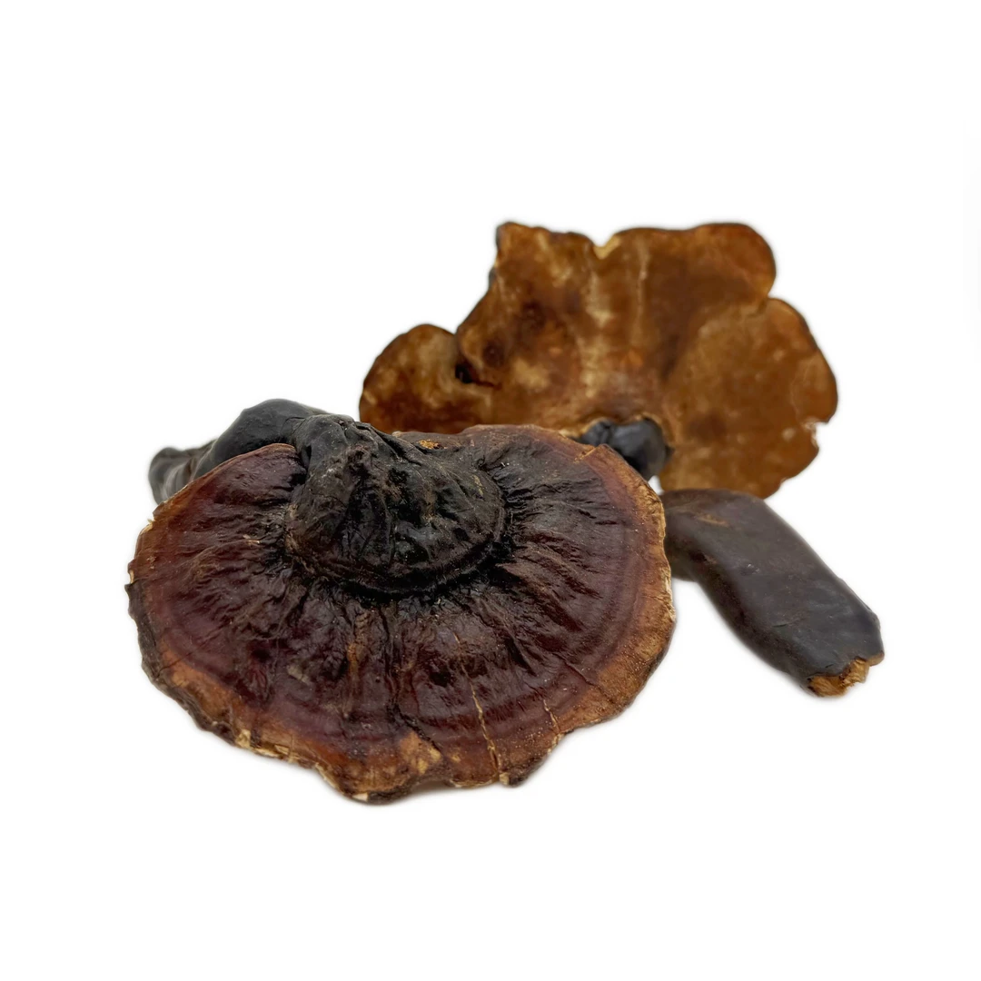 西藏野芝煮水煲汤可搭配枸杞