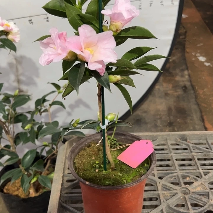 大部分花苞少量开放，数寄屋