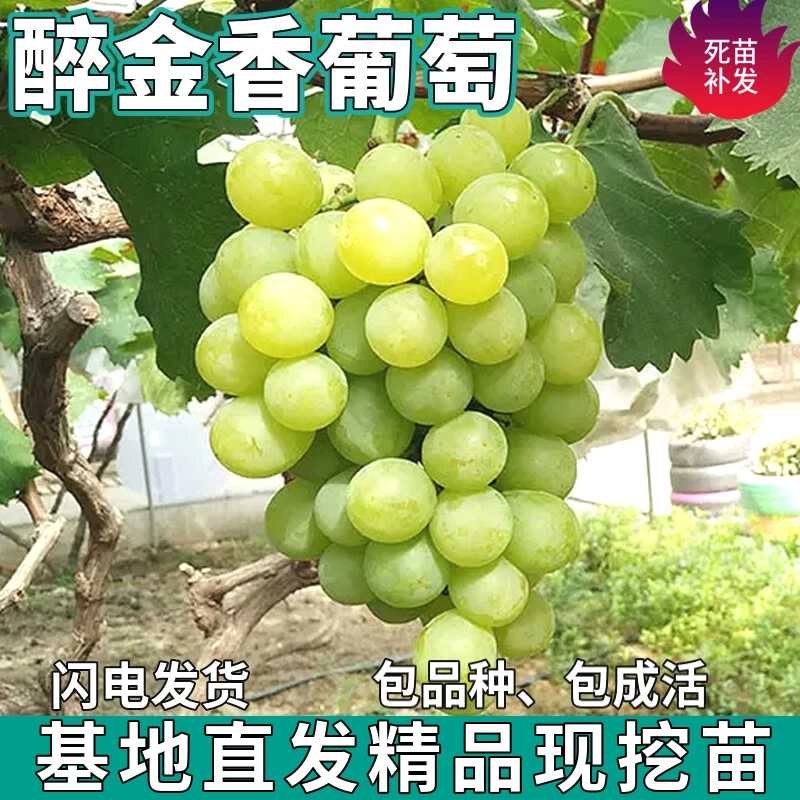 超甜葡萄醉金香葡萄苗新品种无核葡萄树苗南北方种植葡萄苗果树苗