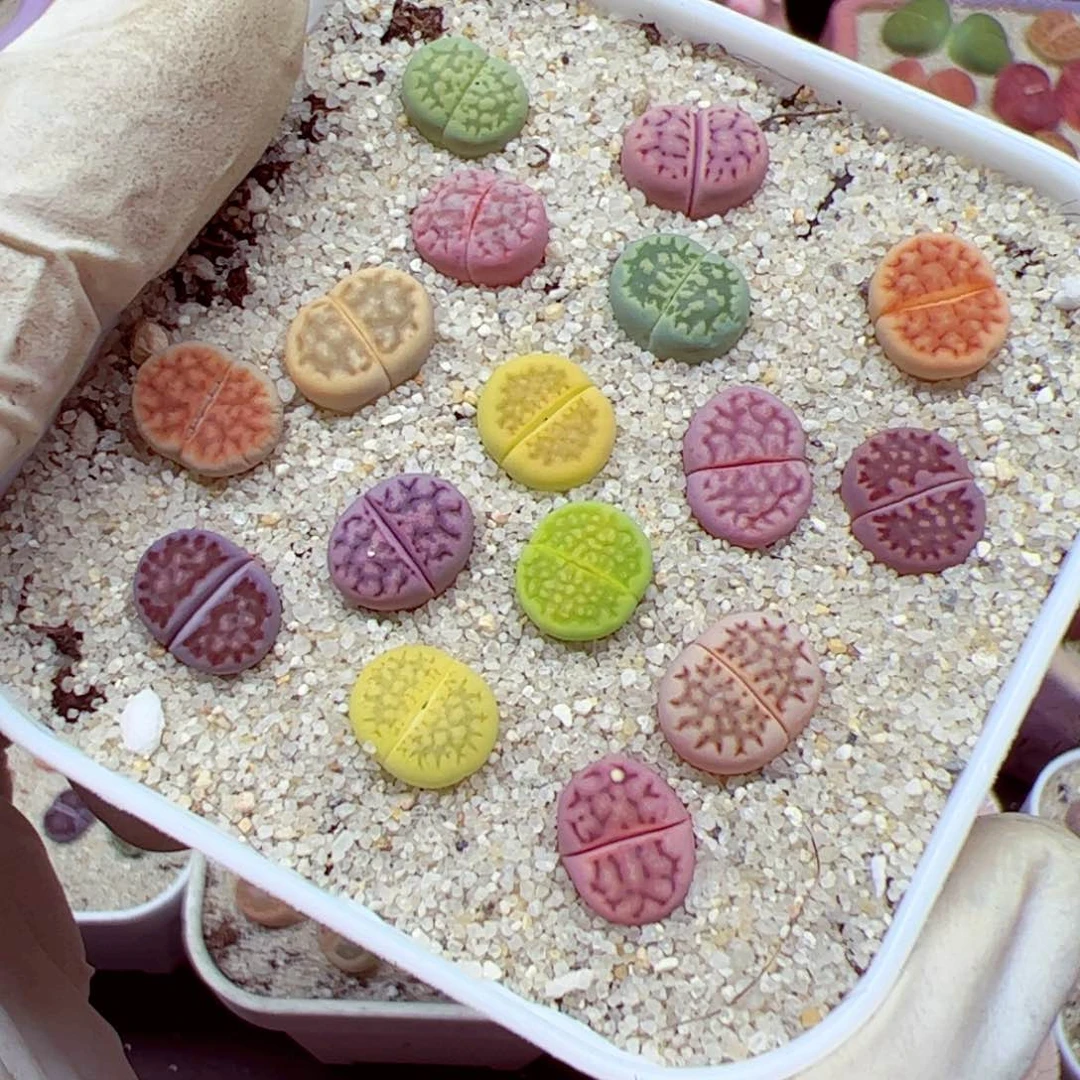 112 优秀的肉肉84