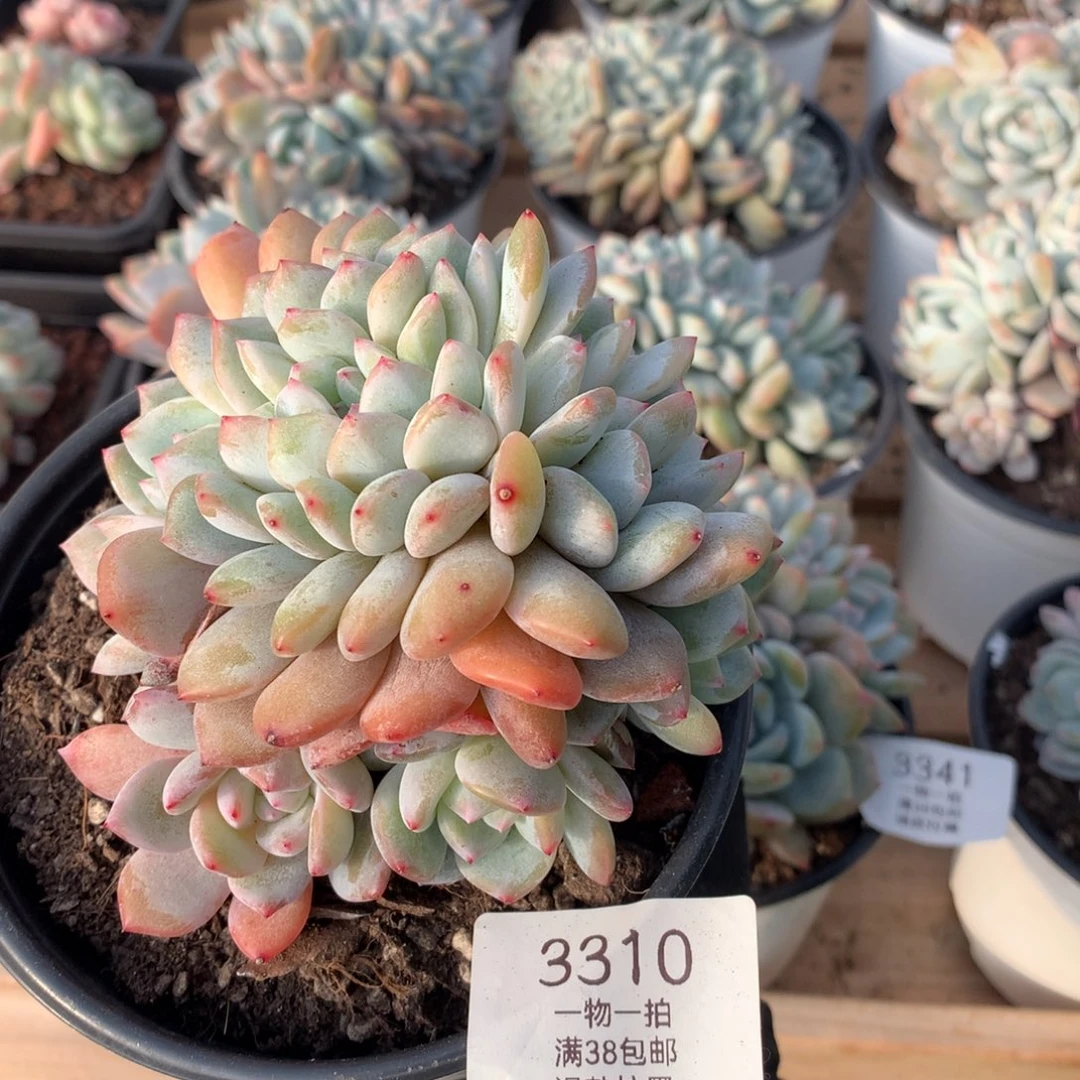 11厘米胸花星影缀3310