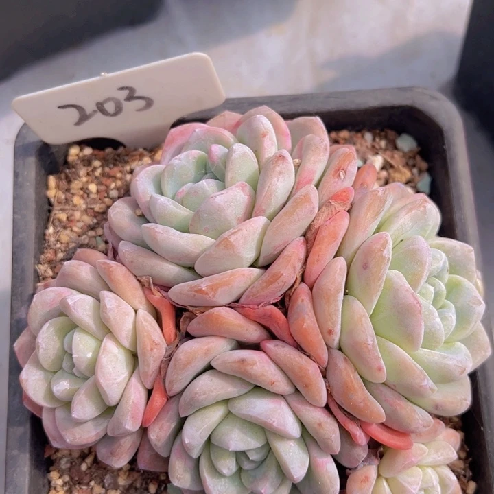 健健康康平平安安