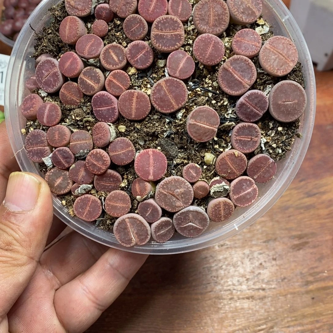 多肉蛋炒饭，感谢您相伴482