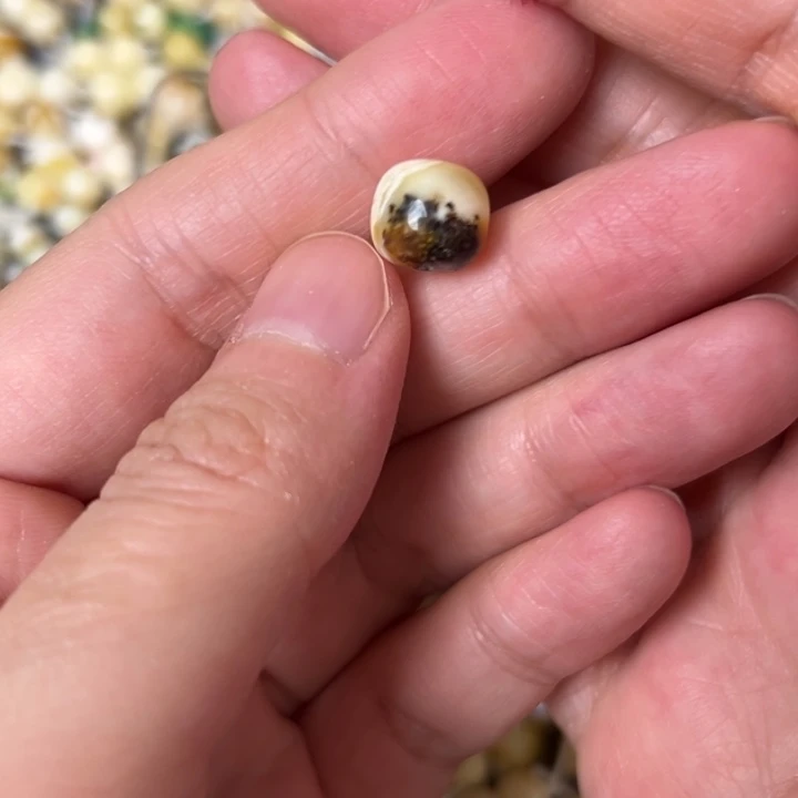 蜜蜡未镶嵌裸石9.9mm一个