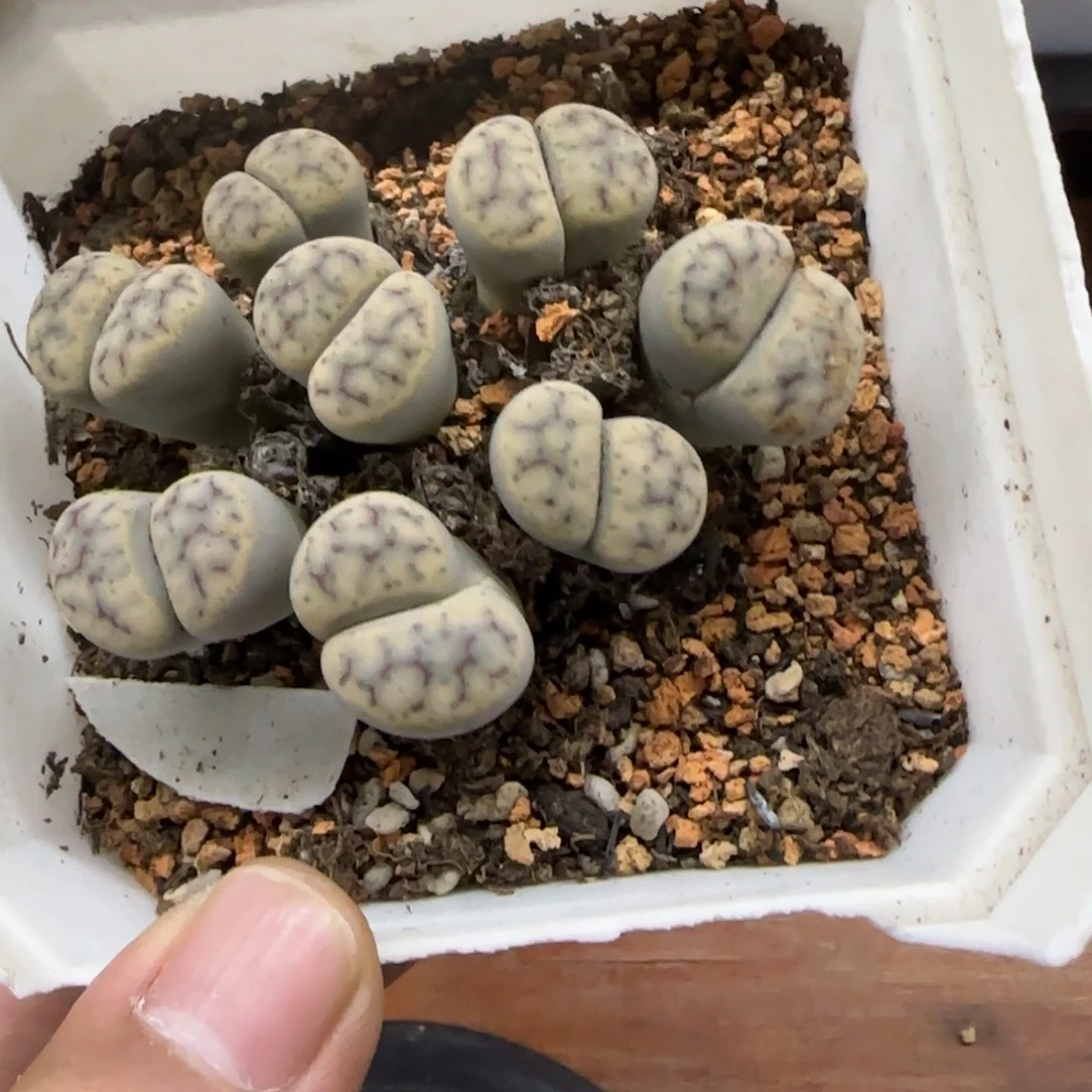 065 生石花大棚直播