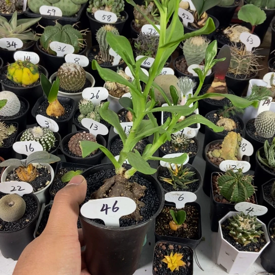 海星后盾菊一物一拍