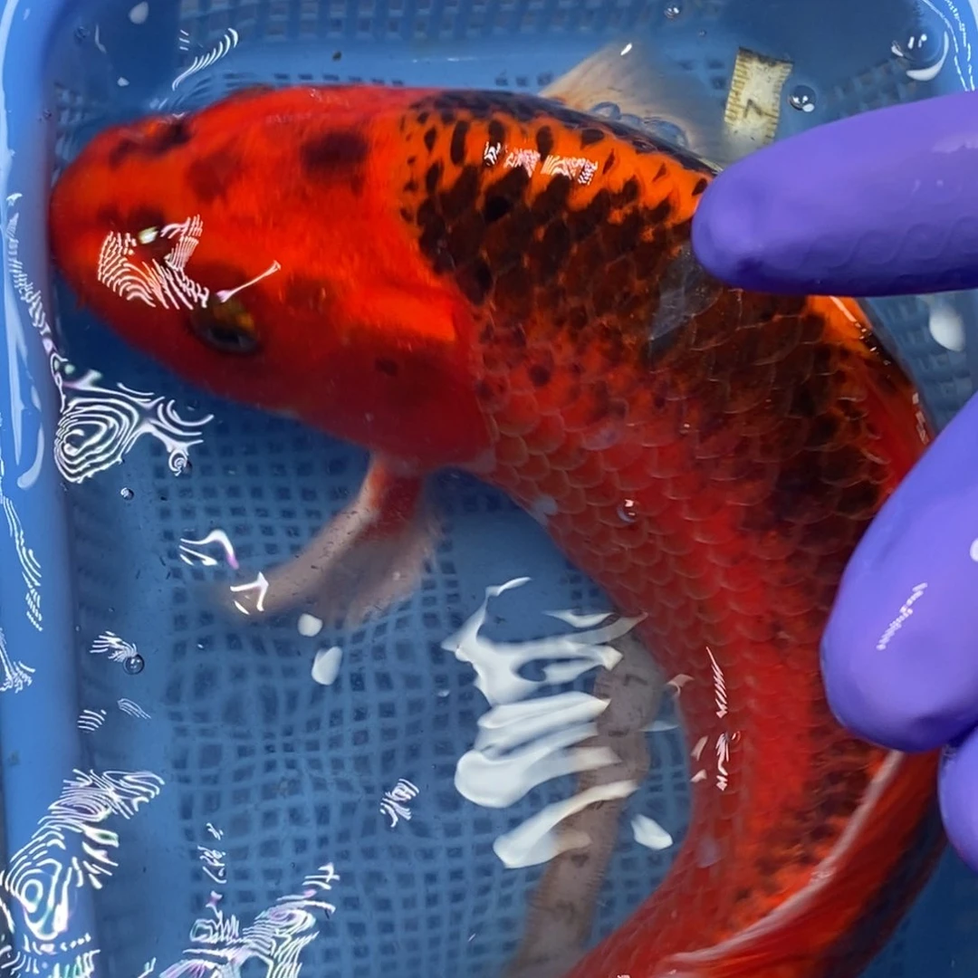 锦鲤冷水锦鲤包邮