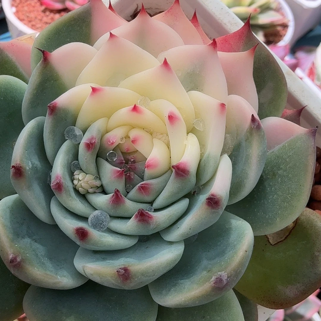 吉娃娃锦，多肉植物