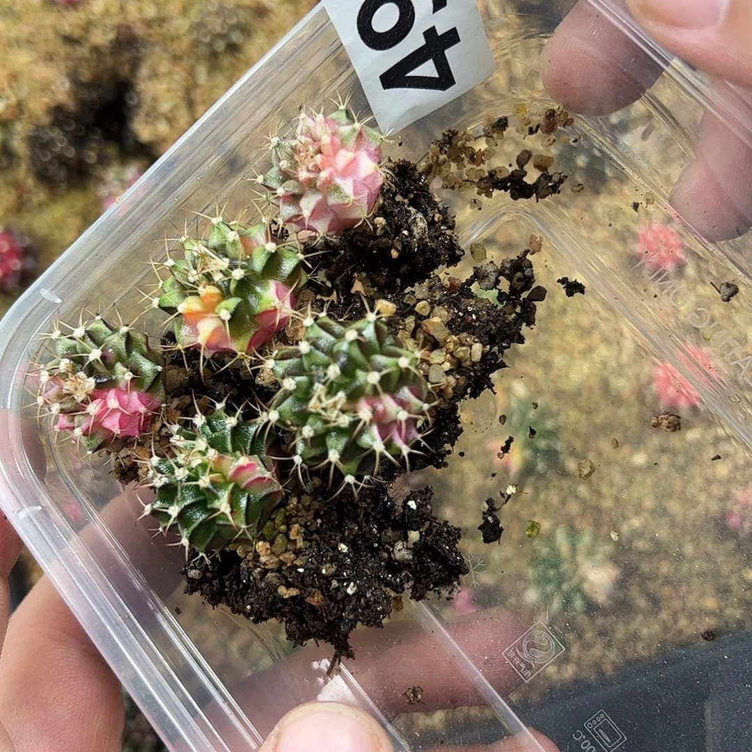 当前无花朵，栽培后可花朵随机发5颗