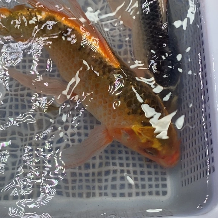 锦鲤冷水锦鲤包邮