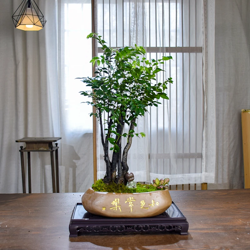 【知足常乐】小叶紫檀盆景植物盆栽老桩黑骨茶树苗办公室内桌