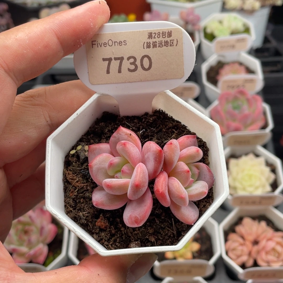 林依晨7730-5厘米