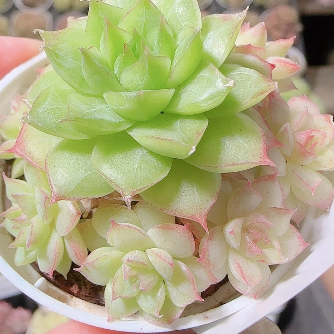 花语逸镜1119-147整