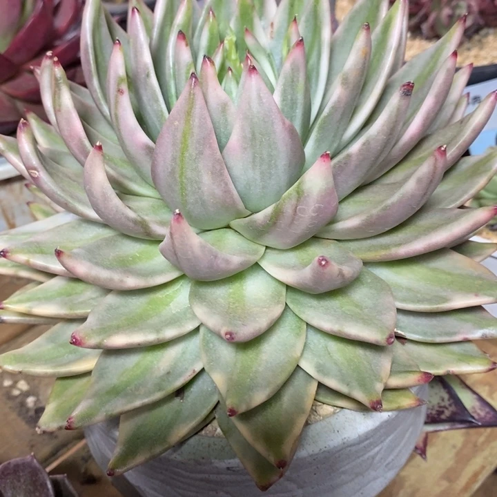 D007- 直播福利 爱克魂锦