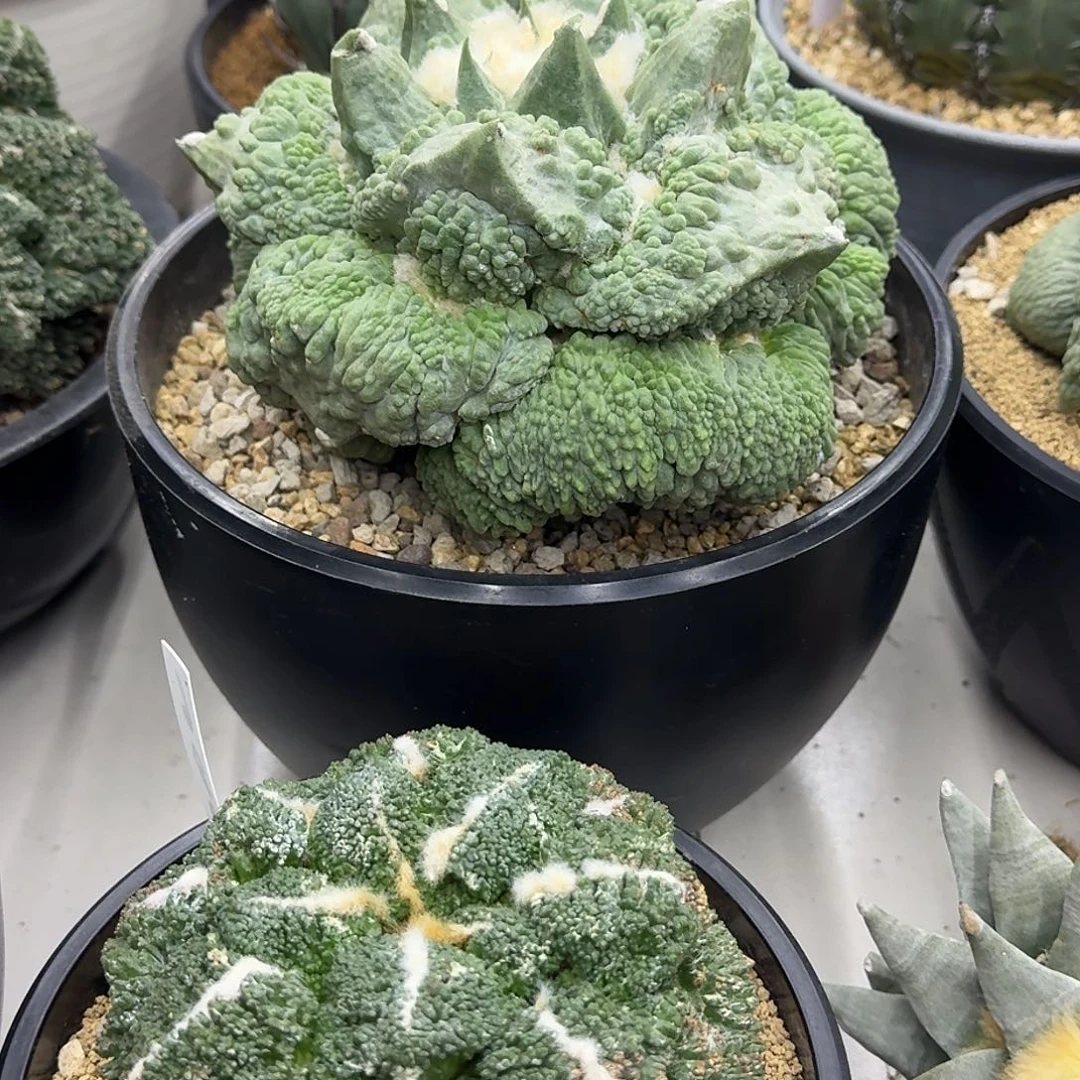 陶***明自根怒涛，暂未开根