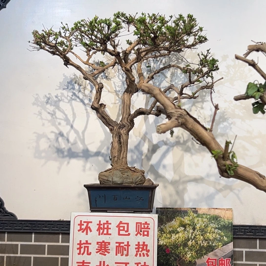 无花朵金银花8888
