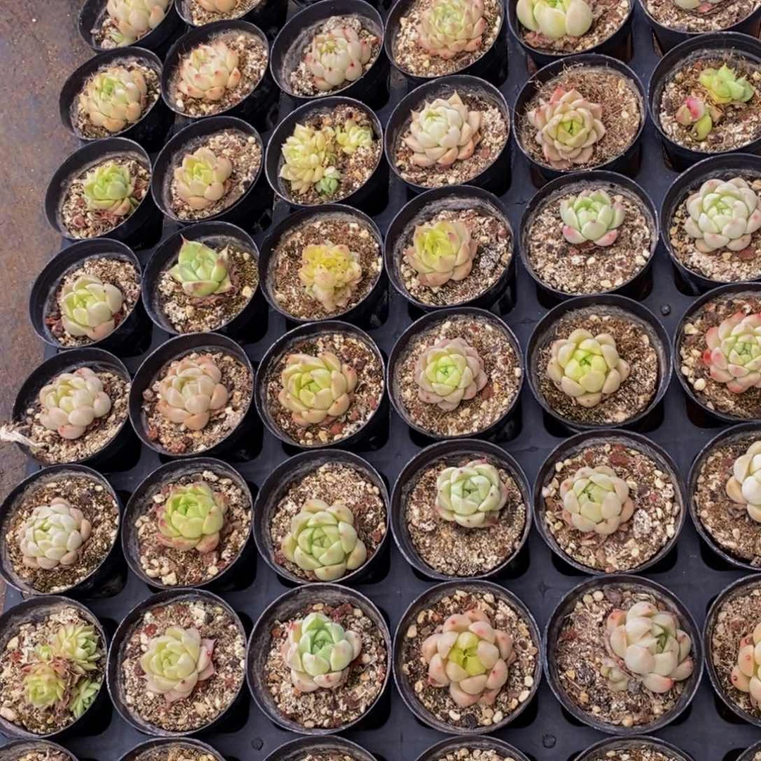 979多肉植物保护研究所所长助理研究员和