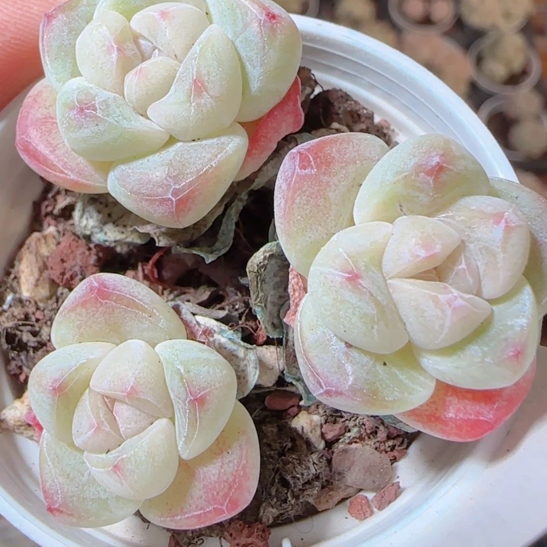 花语多肉1231-23冰玉