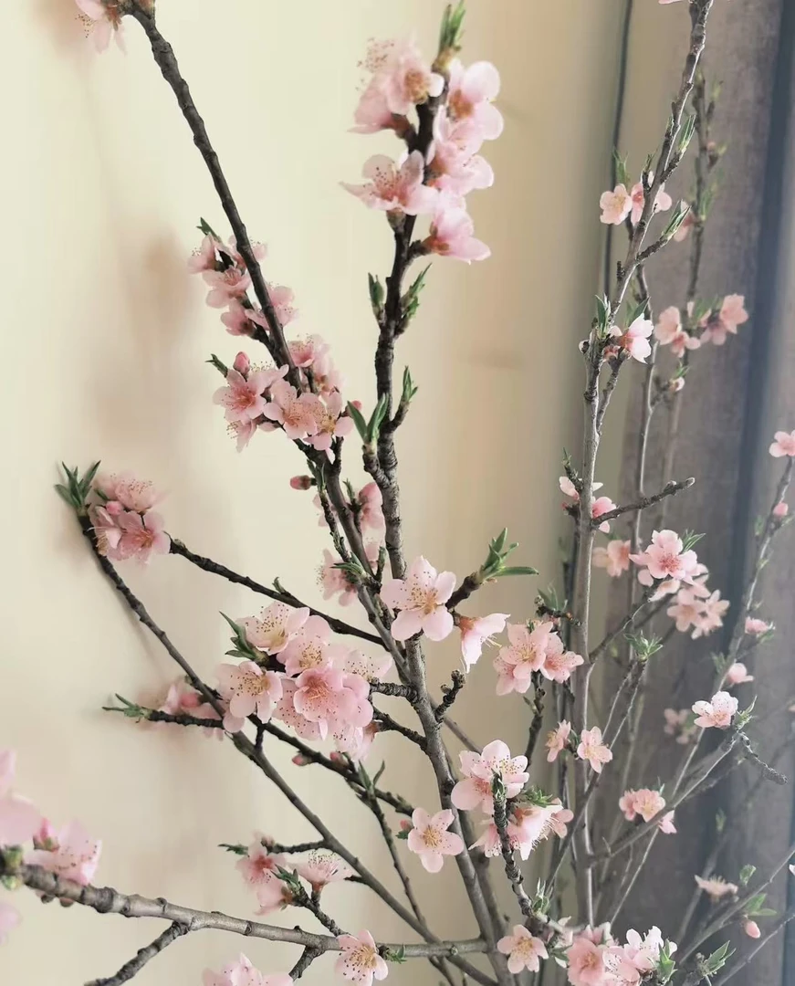 【轶1】桃花 居家鲜花 收到花带包装醒花